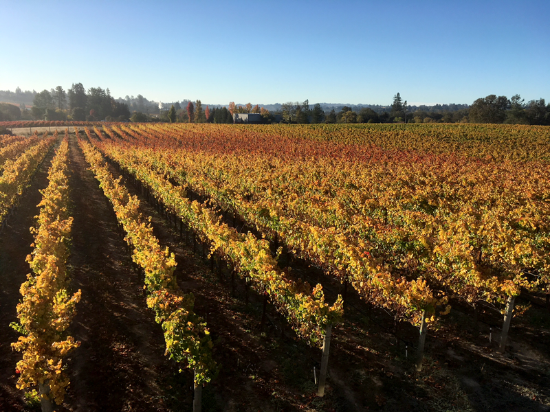How our estate vineyard looks today