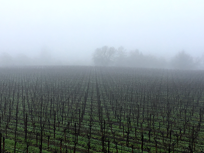 Typical January Fog In Our Estate Vineyard