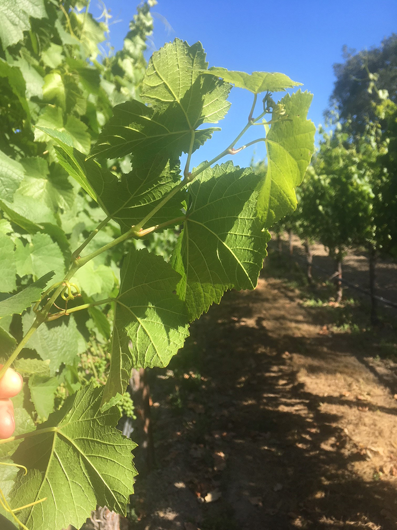 Short tipped grape vine