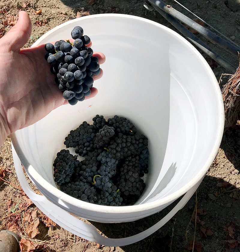 Grape clusters in a hand over bucket