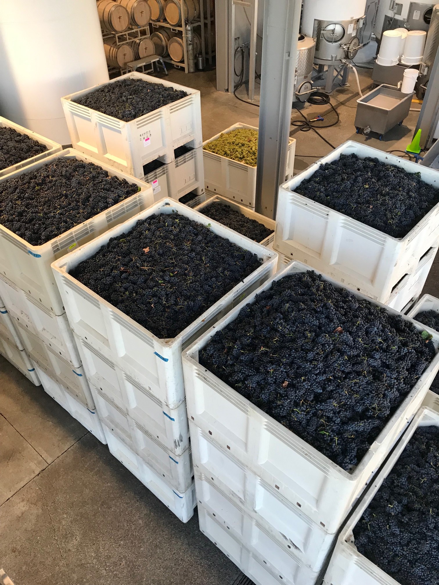 Freshly Picked Pinot Noir Grapes