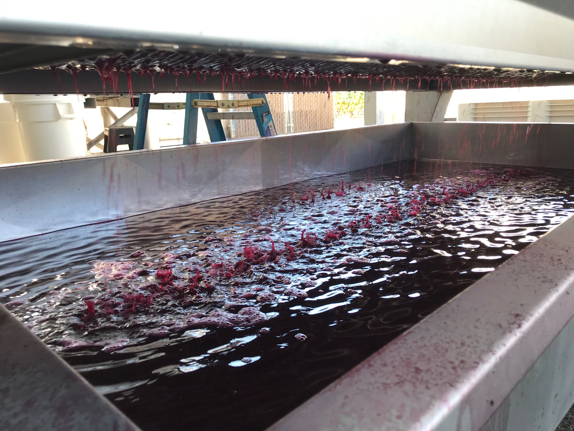 Pressing Skins to Extract Remaining Wine
