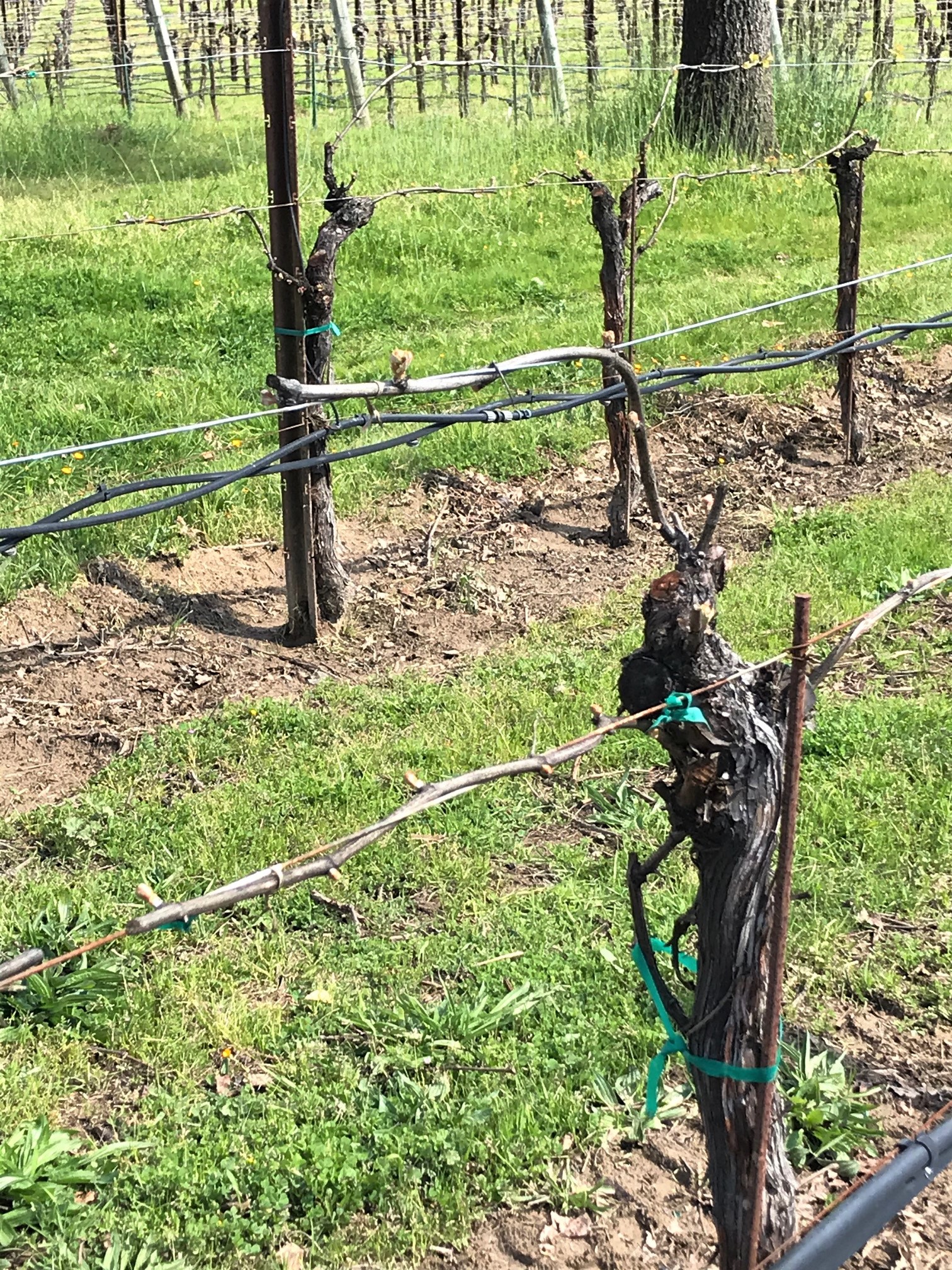 Typical Pinot Noir Growth