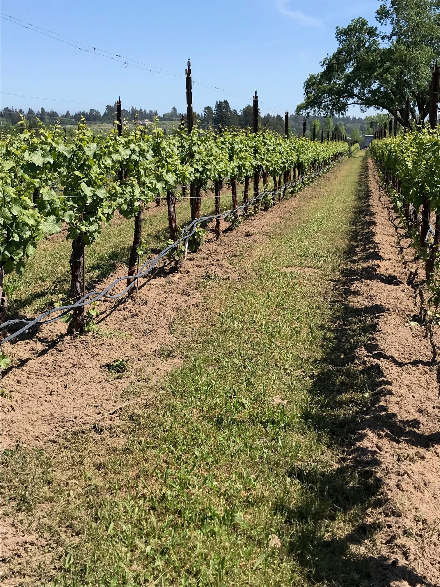 Vineyard Rows After Cultivation