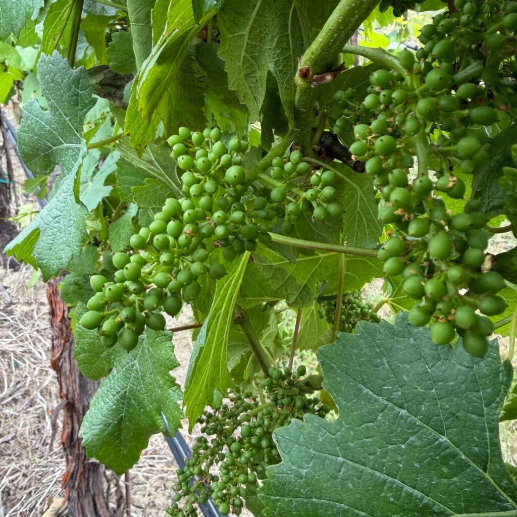 Larger Buds